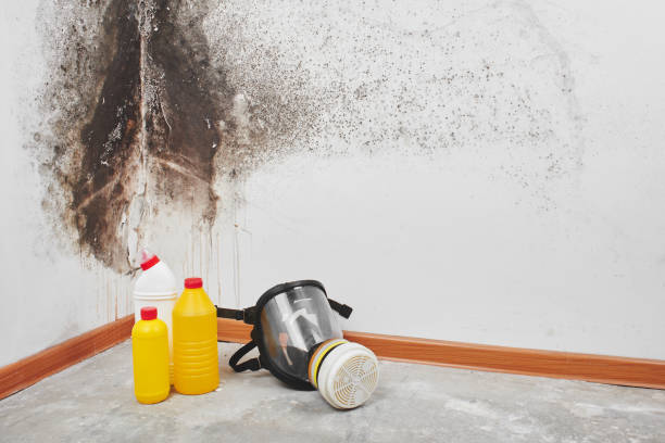 Trusted Cary, NC Mold Removal Experts